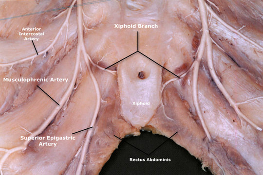 Anatomy LIMA) - CThSurgery.com